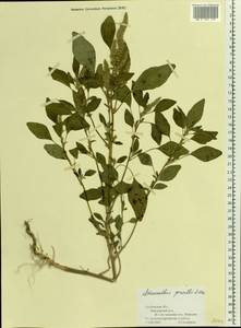 Amaranthus powellii S. Watson, Eastern Europe, Central forest-and-steppe region (E6) (Russia)