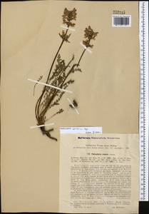 Pedicularis korolkowii Regel, Middle Asia, Western Tian Shan & Karatau (M3) (Kazakhstan)