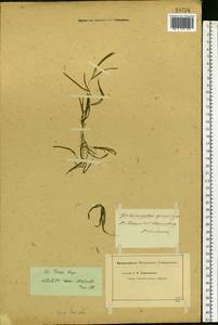 Potamogeton friesii Rupr., Eastern Europe, Central forest-and-steppe region (E6) (Russia)