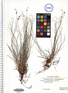 Carex supina Willd. ex Wahlenb., Eastern Europe, Eastern region (E10) (Russia)
