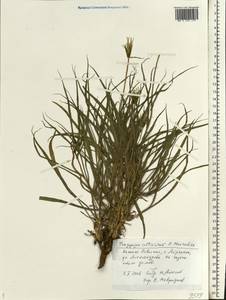Tragopogon soltisiorum Mavrodiev, Eastern Europe, Lower Volga region (E9) (Russia)