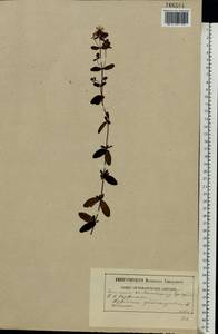 Hypericum maculatum, Eastern Europe, Moscow region (E4a) (Russia)