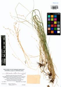 Schizachne purpurascens subsp. callosa (Turcz. ex Griseb.) T.Koyama & Kawano, Siberia, Baikal & Transbaikal region (S4) (Russia)