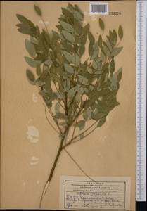 Styphnolobium japonicum (L.)Schott, Middle Asia, Kopet Dag, Badkhyz, Small & Great Balkhan (M1) (Turkmenistan)
