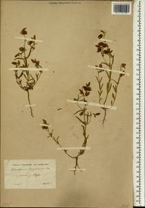 Helianthemum aegyptiacum (L.) Miller, South Asia, South Asia (Asia outside ex-Soviet states and Mongolia) (ASIA) (Syria)