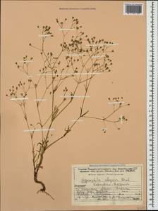 Gypsophila elegans M. Bieb., Caucasus, Stavropol Krai, Karachay-Cherkessia & Kabardino-Balkaria (K1b) (Russia)