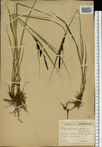 Carex acuta L., Eastern Europe, Moscow region (E4a) (Russia)