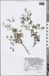 Potentilla tobolensis Pavlov, Eastern Europe, Volga-Kama region (E7) (Russia)