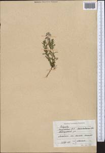 Polygala, Middle Asia, Northern & Central Kazakhstan (M10) (Kazakhstan)