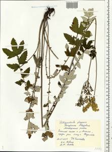 Filipendula ulmaria subsp. picbaueri (Podp.) Smejkal, Eastern Europe, Middle Volga region (E8) (Russia)