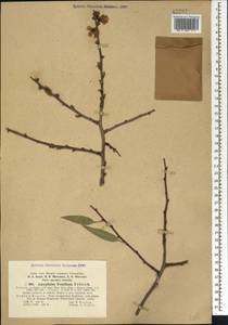 Prunus fenzliana Fritsch, Caucasus, Armenia (K5) (Armenia)