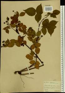 Rubus nessensis Hall, Eastern Europe, Moscow region (E4a) (Russia)