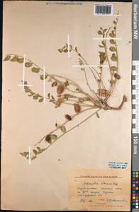 Astragalus altaicola D. Podl., Middle Asia, Northern & Central Kazakhstan (M10) (Kazakhstan)