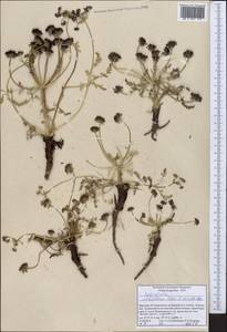 Schulzia albiflora (Kar. & Kir.) Popov, Middle Asia, Northern & Central Tian Shan (M4) (Kyrgyzstan)