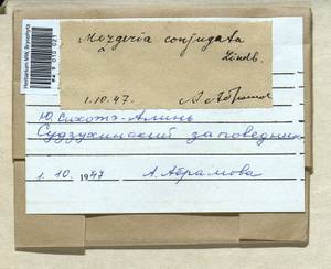 Metzgeria conjugata Lindb., Bryophytes, Bryophytes - Russian Far East (excl. Chukotka & Kamchatka) (B20) (Russia)