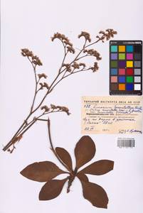 Limonium tomentellum (Boiss.) Kuntze, Eastern Europe, North Ukrainian region (E11) (Ukraine)