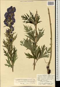 Aconitum kusnezoffii Rchb., Mongolia (MONG) (Mongolia)