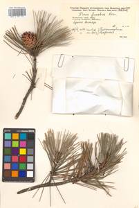 Pinus densiflora Siebold & Zucc., Siberia, Russian Far East (S6) (Russia)