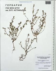 Polygonum sabulosum Vorosch., Siberia, Central Siberia (S3) (Russia)