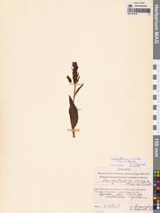 Dactylorhiza viridis (L.) R.M.Bateman, Pridgeon & M.W.Chase, Siberia, Chukotka & Kamchatka (S7) (Russia)