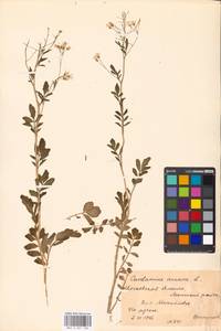 Cardamine amara L., Eastern Europe, Moscow region (E4a) (Russia)