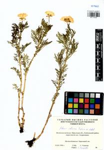 Adonis sibirica Patrin ex Ledeb., Siberia, Baikal & Transbaikal region (S4) (Russia)