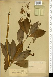 Lilium martagon var. martagon, Caucasus (no precise locality) (K0)