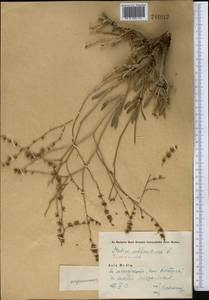 Limonium suffruticosum (L.) Kuntze, Middle Asia, Syr-Darian deserts & Kyzylkum (M7) (Uzbekistan)