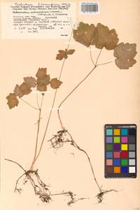 Thalictrum filamentosum Maxim., Siberia, Russian Far East (S6) (Russia)