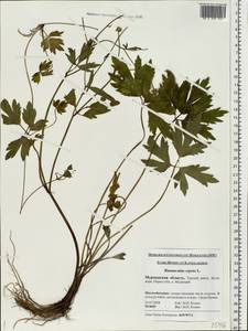 Ranunculus repens L., Eastern Europe, Northern region (E1) (Russia)
