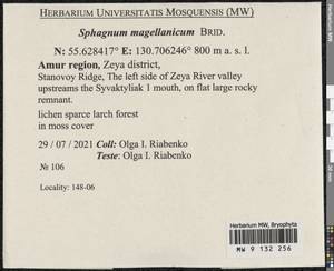 Sphagnum magellanicum Brid., Bryophytes, Bryophytes - Russian Far East (excl. Chukotka & Kamchatka) (B20) (Russia)