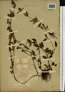 Prunella vulgaris L., Eastern Europe, Middle Volga region (E8) (Russia)