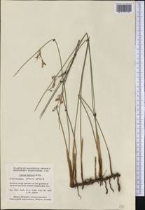 Juncus balticus Willd., America (AMER) (Canada)