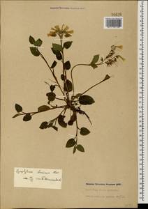 Symphytum grandiflorum DC., Caucasus, Abkhazia (K4a) (Abkhazia)
