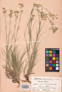 Eremogone saxatilis (L.) Ikonn., Eastern Europe, Eastern region (E10) (Russia)