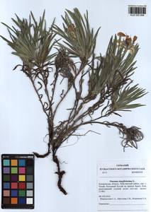 Onosma simplicissima L., Siberia, Altai & Sayany Mountains (S2) (Russia)