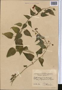 Solanum dulcamara L., Middle Asia, Western Tian Shan & Karatau (M3) (Uzbekistan)