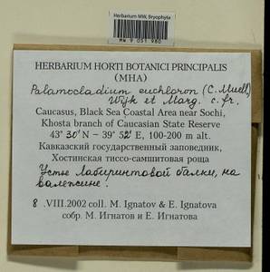 Palamocladium euchloron (Bruch ex Müll. Hal.) Wijk & Margad., Bryophytes, Bryophytes - North Caucasus & Ciscaucasia (B12) (Russia)