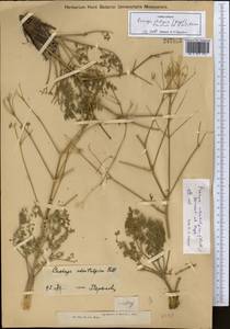 Prangos didyma (Regel) Pimenov & V. N. Tikhom., Middle Asia, Muyunkumy, Balkhash & Betpak-Dala (M9) (Kazakhstan)