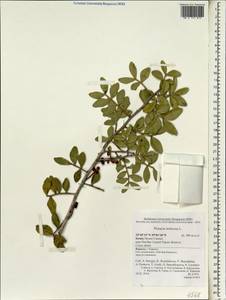 Pistacia lentiscus, South Asia, South Asia (Asia outside ex-Soviet states and Mongolia) (ASIA) (Israel)