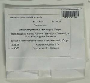 Flexitrichum flexicaule (Schwägr.) Ignatov & Fedosov, Bryophytes, Bryophytes - Krasnoyarsk Krai, Tyva & Khakassia (B17) (Russia)