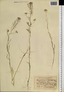 Dontostemon dentatus (Bunge) C. A. Mey. ex Ledeb., Siberia, Russian Far East (S6) (Russia)