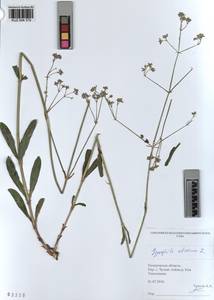 KUZ 004 379, Gypsophila altissima L., Siberia, Altai & Sayany Mountains (S2) (Russia)