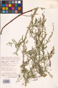 Astragalus sulcatus L., Eastern Europe, Lower Volga region (E9) (Russia)