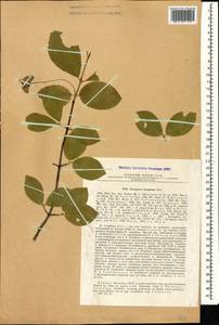 Euonymus leiophloeus Stev., Caucasus, Abkhazia (K4a) (Abkhazia)