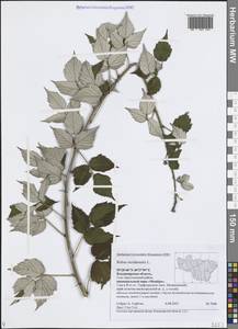 Rubus occidentalis L., Eastern Europe, Central region (E4) (Russia)