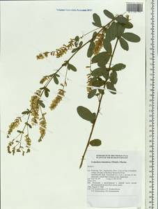 Lespedeza tomentosa (Thunb.)Maxim., Siberia, Russian Far East (S6) (Russia)