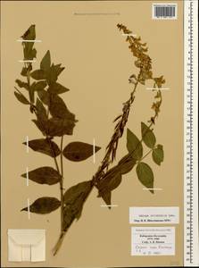 Galega orientalis Lam., Caucasus, Stavropol Krai, Karachay-Cherkessia & Kabardino-Balkaria (K1b) (Russia)