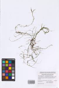 Zannichellia palustris subsp. pedicellata (Rosén & Wahlenb.) Arcang., Eastern Europe, Rostov Oblast (E12a) (Russia)