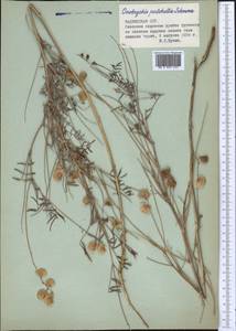 Onobrychis pulchella Schrenk, Middle Asia, Pamir & Pamiro-Alai (M2) (Tajikistan)